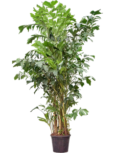 Кариота мягкая (Пальма Рыбий хвост) 250/35 (Nieuwkoop Europe) 41810