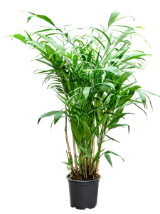 Хамедорея 85/19 (Nieuwkoop Europe) 41813