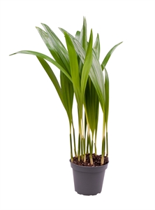 Дипсис желтоватый (Арека) 20/6 (Nieuwkoop Europe) 41815