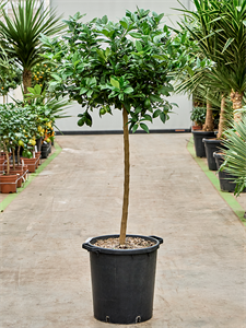 Лаймовое дерево "Limequat" 150/38 (Nieuwkoop Europe) 41816