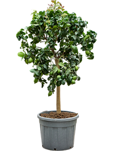 Лимонное дерево "Carrubaro" 190/55 (Nieuwkoop Europe) 41819