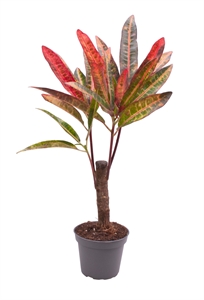 Кодиеум пестрый (кротон) "Excellent" 27/6 (Nieuwkoop Europe) 41821