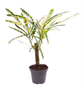 Кодиеум пестрый (кротон) "Pictum" 27/6 (Nieuwkoop Europe) 41822