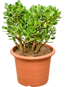 Крассула овата (толстянка овальная) 45/30 (Nieuwkoop Europe) 41831