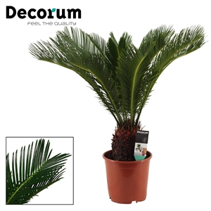 Цикас революта (саговник поникающий) 50/19 (Nieuwkoop Europe) 41837