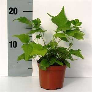 Циртомиум серповидный 20/8 (Nieuwkoop Europe) 41839