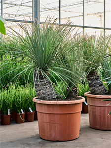 Дазилирион пильчатолистный 140-160 (Nieuwkoop Europe) 41842