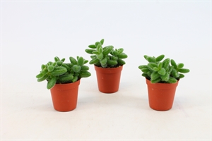 Делосперма эхинатум 10/5 (Nieuwkoop Europe) 41844