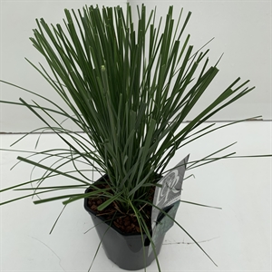 Луговик дернистый "Goldtau" 30/17 (Nieuwkoop Europe) 41845