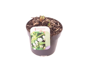 Дицентра великолепная "Alba" 20/13 (Nieuwkoop Europe) 41850