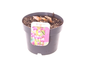 Дицентра великолепная розовая 20/17 (Nieuwkoop Europe) 41854