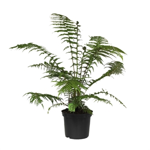 Диксония антарктическая 140/30 (Nieuwkoop Europe) 41859