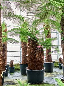 Диксония антарктическая 285/80 (Nieuwkoop Europe) 41861