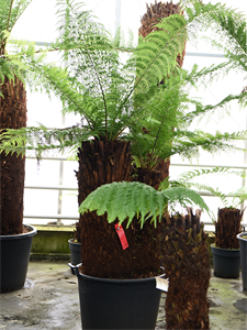 Диксония антарктическая 225/64 (Nieuwkoop Europe) 41862