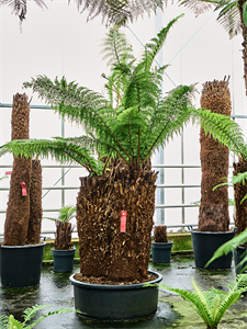 Диксония антарктическая 240/88 (Nieuwkoop Europe) 41863