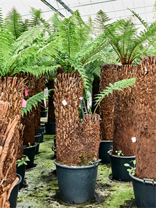 Диксония антарктическая 250/65 (Nieuwkoop Europe) 41864