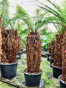 Диксония антарктическая 180/50 (Nieuwkoop Europe) 41865