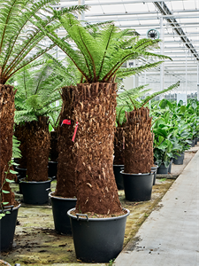 Диксония антарктическая 270/65 (Nieuwkoop Europe) 41867