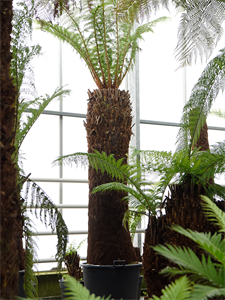 Диксония антарктическая 370/70 (Nieuwkoop Europe) 41870