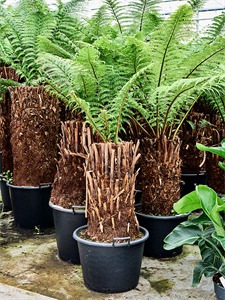 Диксония антарктическая 200/50 (Nieuwkoop Europe) 41874