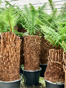 Диксония антарктическая 210/60 (Nieuwkoop Europe) 41876