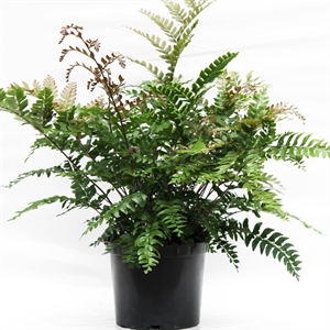 Дидимохлена 60/24 (Nieuwkoop Europe) 41879