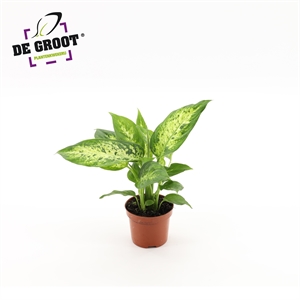 Диффенбахия "Compacta" 25/9 (Nieuwkoop Europe) 41883