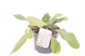 Наперстянка пурпурная розовая 25/17 (Nieuwkoop Europe) 41890