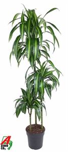 Драцена душистая (фрагранс) "Hawaiian Sunshine" 140/24 (Nieuwkoop Europe) 41904