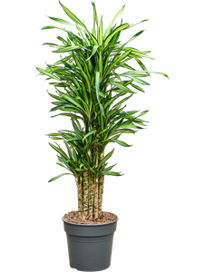 Драцена душистая (фрагранс) "Riki" 140/30 (Nieuwkoop Europe) 41906