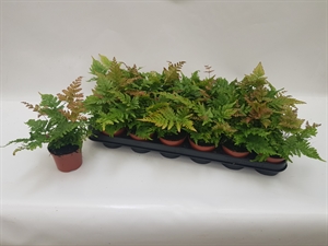 Щитовник красносорусовый 20/8 (Nieuwkoop Europe) 41939