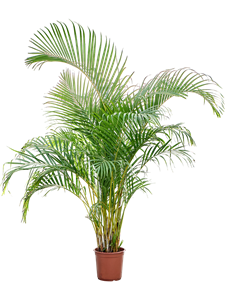 Арека хризалидокарпус (дипсис желтоватый) 160/24 (Nieuwkoop Europe) 41942