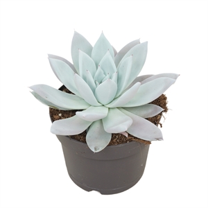 Эхеверия "Mexican Giant" 25/17 (Nieuwkoop Europe) 41965