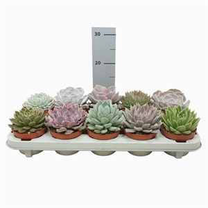 Эхеверия mix 14/10 (Nieuwkoop Europe) 41969