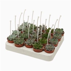 Эхеверия mix 10/5 (Nieuwkoop Europe) 41975