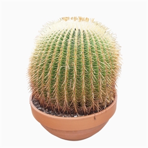 Эхинокактус Грузони Мультибол 45/45 (Nieuwkoop Europe) 41995