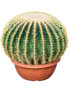 Эхинокактус Грузони "Intermedius" 30/25 (Nieuwkoop Europe) 42001