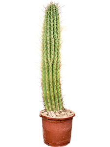 Эхинопсис атакамский "Pasacana" 170/40 (Nieuwkoop Europe) 42002