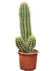 Эхинопсис атакамский "Pasacana" 120/40 (Nieuwkoop Europe) 42004