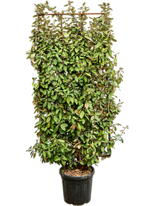 Лох Эббинга "Compacta" 240/40 (Nieuwkoop Europe) 42005