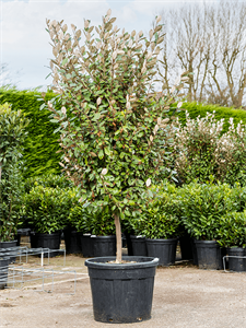 Лох Эббинга 160/45 (Nieuwkoop Europe) 42006