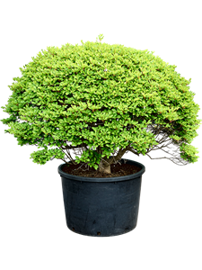 Энкиантус почкочешуйный 150/88 (Nieuwkoop Europe) 42008