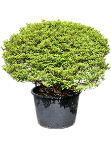 Энкиантус почкочешуйный 120/70 (Nieuwkoop Europe) 42009