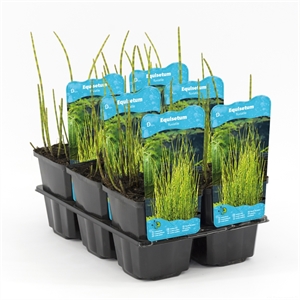 Хвощ приречный 20/9 (Nieuwkoop Europe) 42015