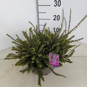 Эрика дарленская "Ghost Hills" розовая 23/15 (Nieuwkoop Europe) 42021