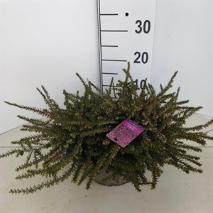 Эрика дарленская "Kramer" фиолетовая  23/15 (Nieuwkoop Europe) 42022