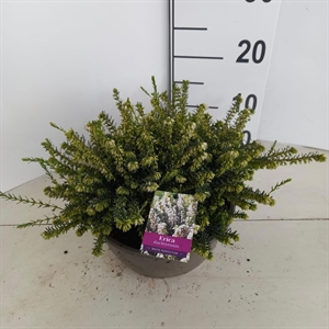 Эрика дарленская "White Perfection" белая 15/23 (Nieuwkoop Europe) 42027