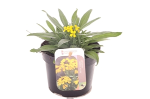 Желтушник "Canaries Yellow" жёлтый 25/13 (Nieuwkoop Europe) 42033