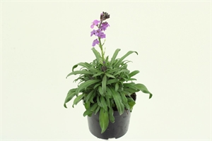 Желтушник льнолистный "Bowles Mauve" фиолетовый 25/13 (Nieuwkoop Europe) 42035