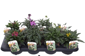 Желтушник льнолистный 25/13 (Nieuwkoop Europe) 42036